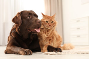 chocolate lab and orange tabby cat laying down next to eachother, trilostane is their medication