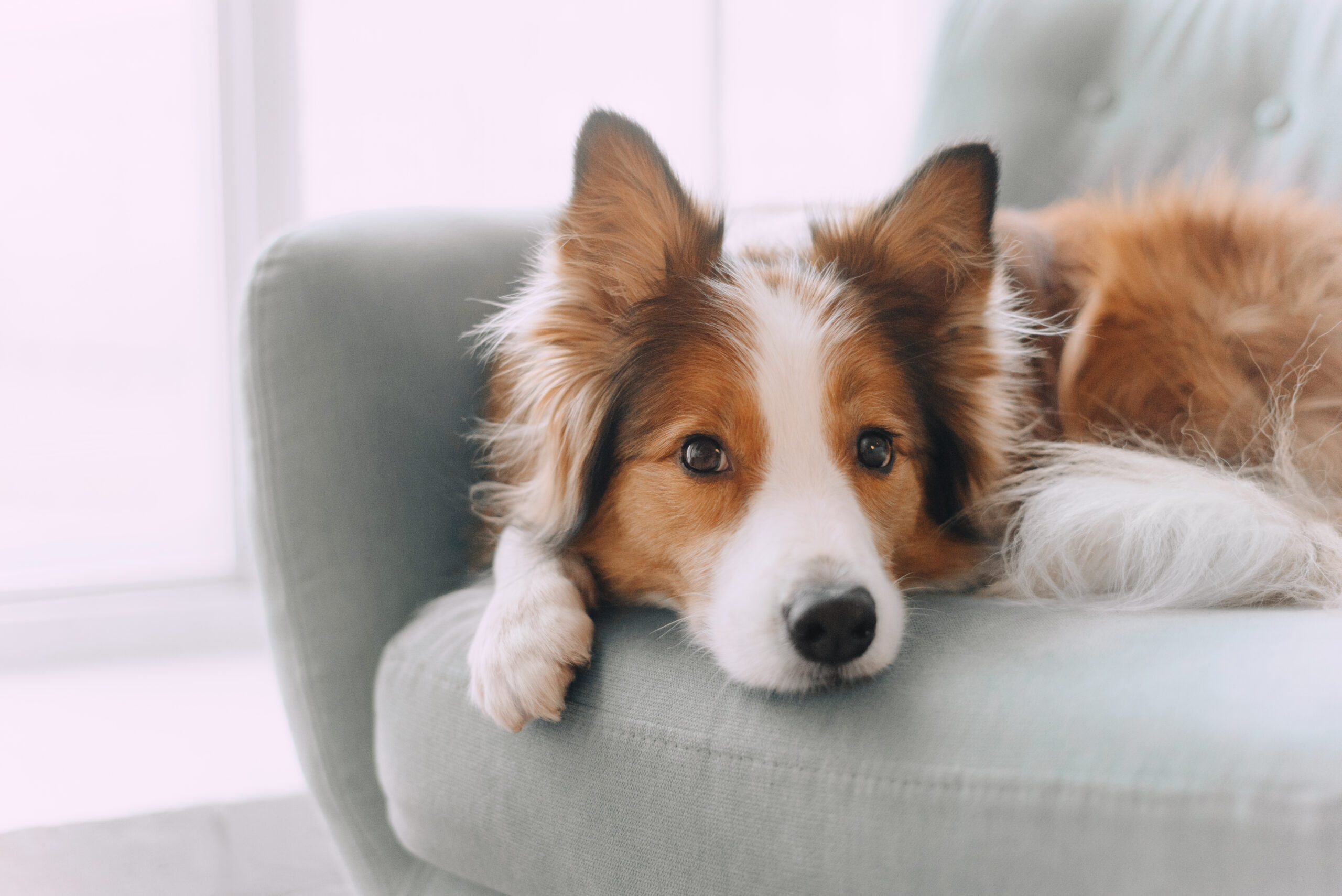 dog taking fluconazole for valley fever, brown white black dog laying on the couch with his ears up and his head laying on the couch
