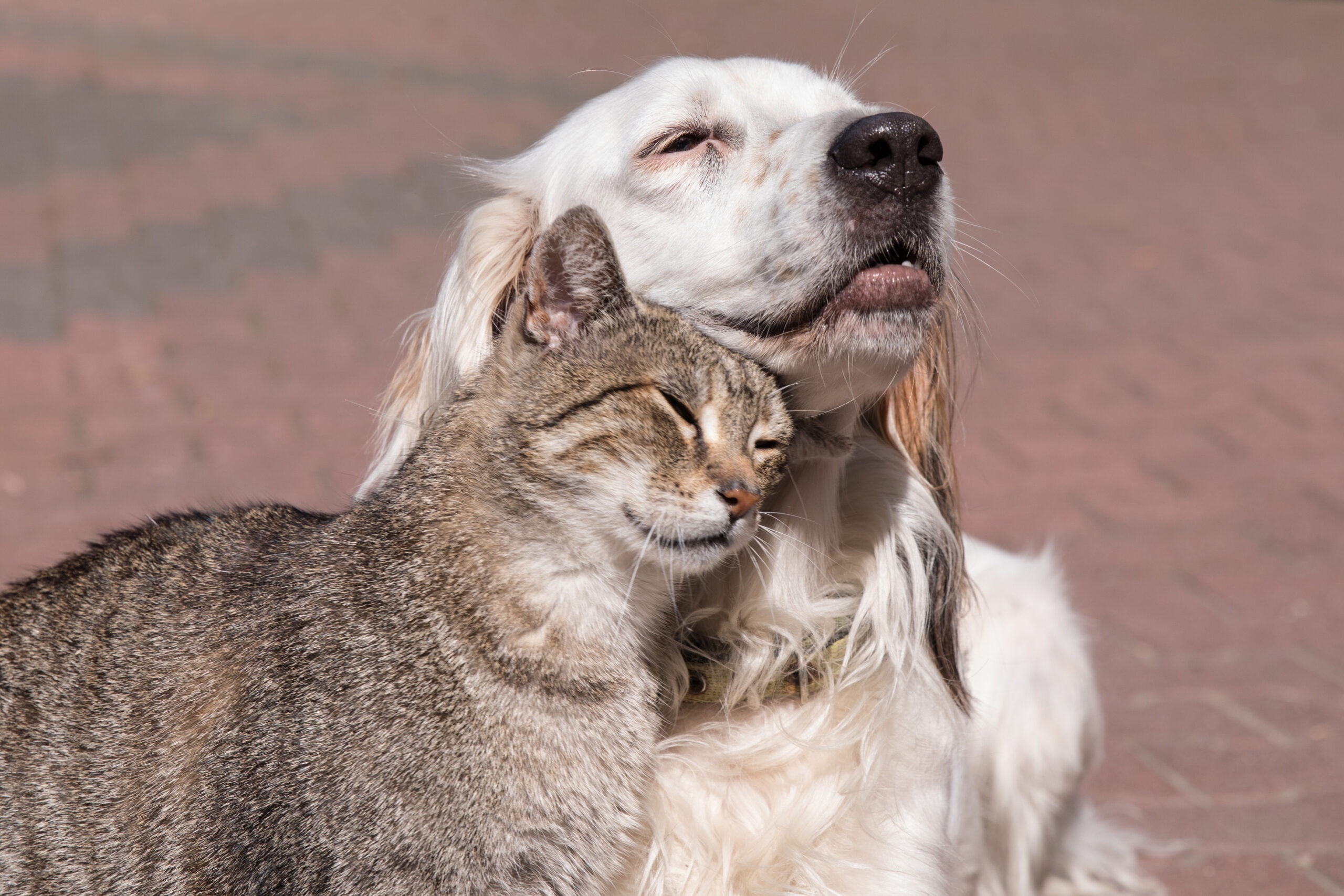 dog and cat, brownish cat with white/yellow dog laying on the ground outside looking at the sun, taking gabapentin