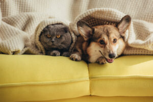 cat and dog laying on yellow couch with blanket, both are taking budesonide