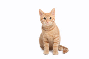 cat taking Methimazole, orange tabby cat with ears perked up sitting on hind legs