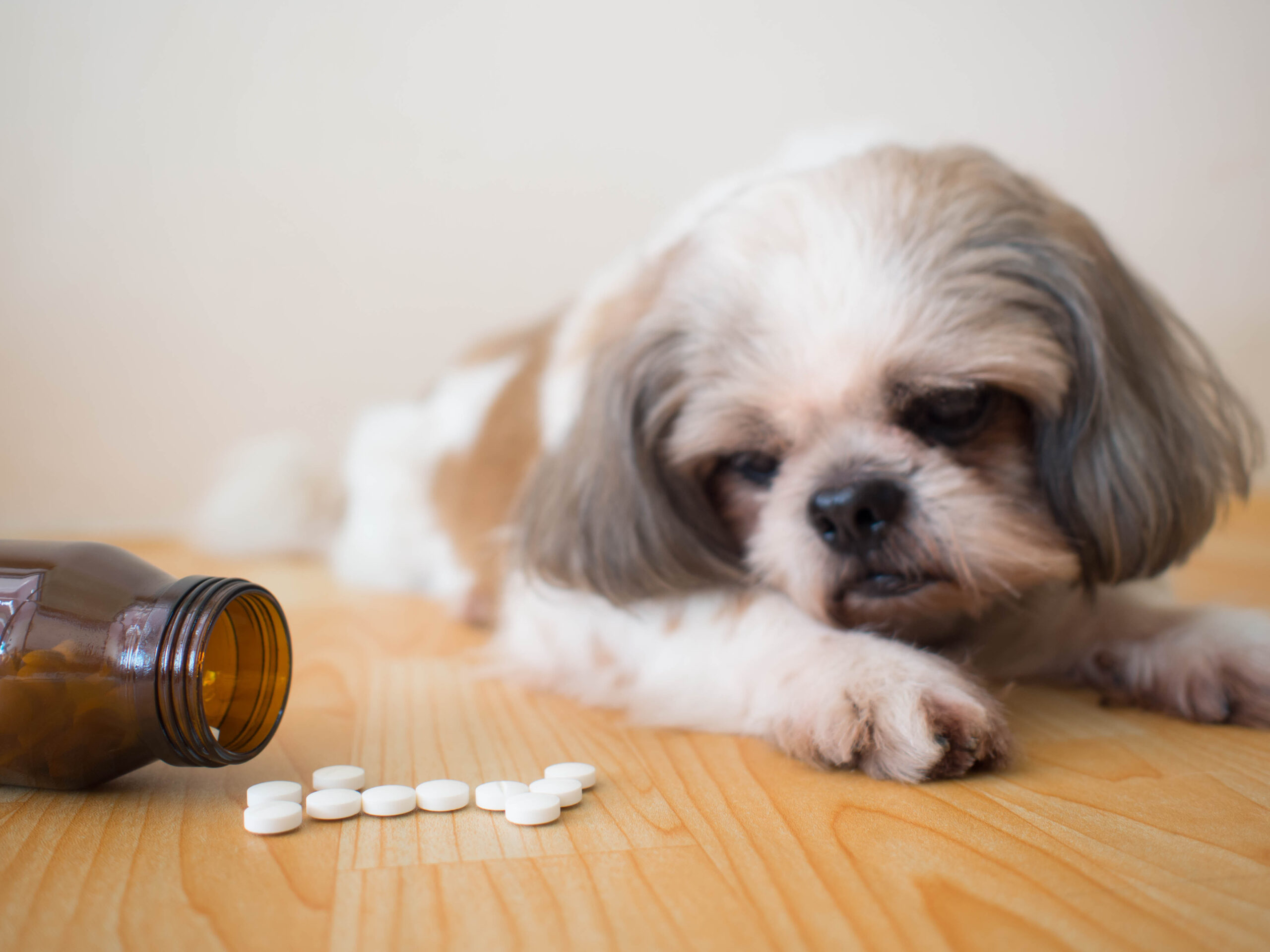 small dog taking compounded pimobendan from avrio pharmacy, small dogs taking pimobendan