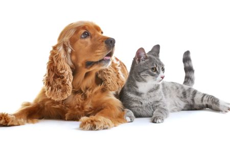 brown cocker spaniel dog with long ears and grey cat with striped tail laying down next to eachother