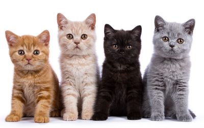 four cats in a row, orange, white, black, grey cats, taking FIP liquid medication