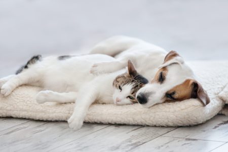 dog and cat laying down together on bed, white jack russel terrier and white cat with gray ears