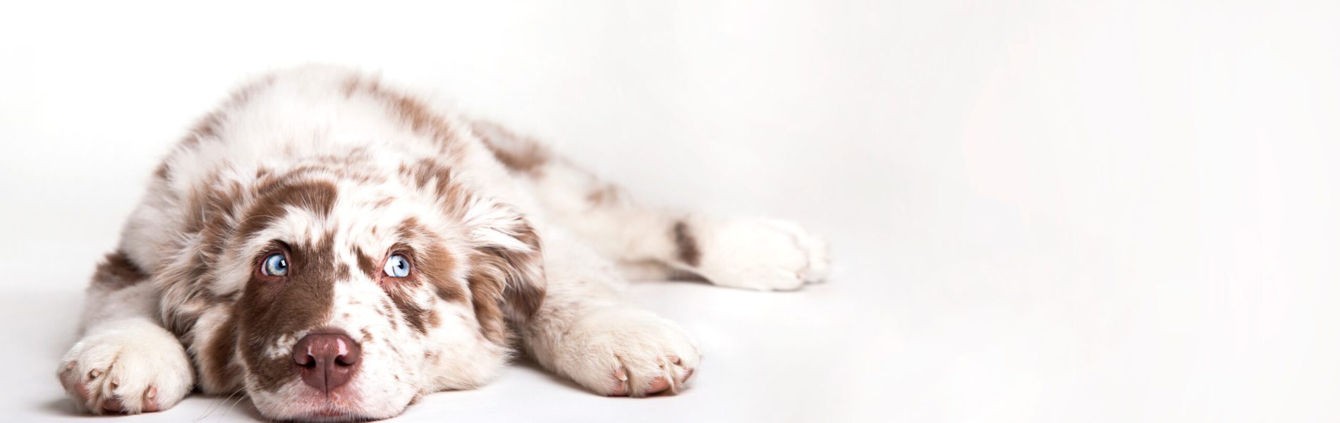 Tacrolimus eye drops for older dog