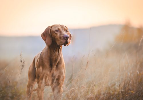 dog in a field with a sunset in the background, brown dog with long ears