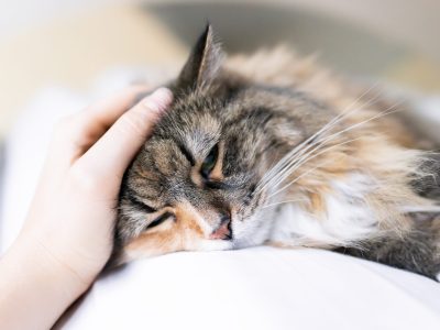 cat with feline infectious peritonitis, FIP, taking GS-441524 using Avrio's dosage/dosing calculator for accurate GS medication dosages