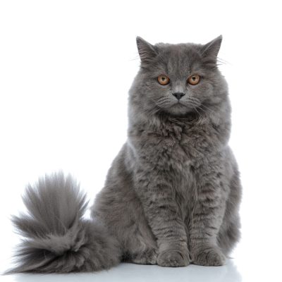 famciclovir cat, cat with medication, famciclovir