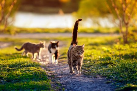 cats, FIP, gs medication for cats, gs-441524, pet cats with feline infectious peritonitis