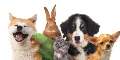 dogs, rabbit, bird, cat, all need compounded medications for different seasonal needs